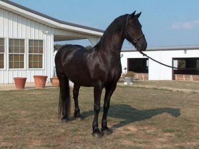 horses now on sales to a lovely home