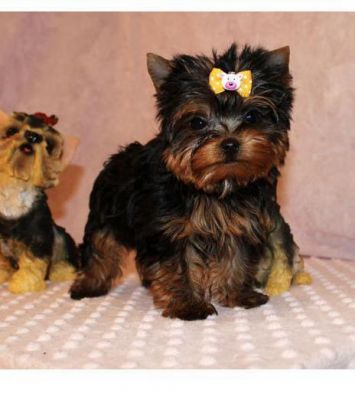 Adorable Yorkie Puppies Available