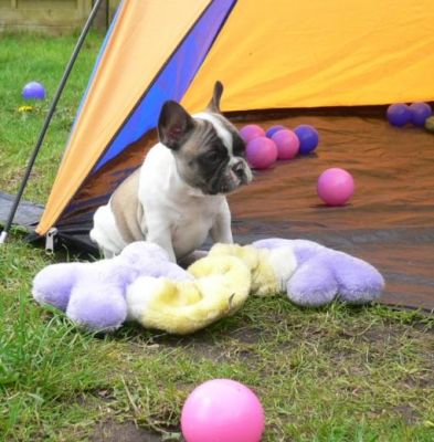 French bulldog puppies for adoption