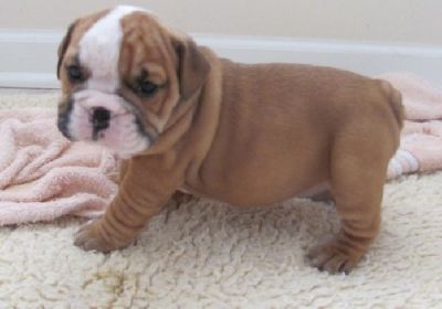 Lovely English Bulldog Puppies for FREE Adoption 