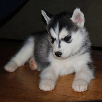 blue eye siberian husky puppies for sale