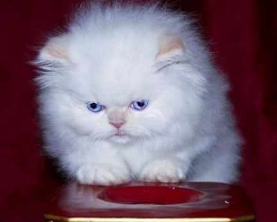 Cream Point Persian Kittens (doll Faces)