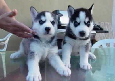 Beautiful Siberian husky puppies For re-homing