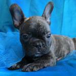 akc blue french bull dog puppy for sale 