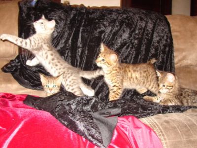 F1 Savannah Kittens For New Homes