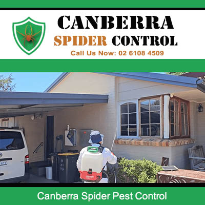 Canberra Spider Control