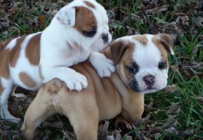 well trained bully puppies 