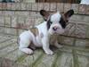 AKC French Bulldog Pup    $1,300