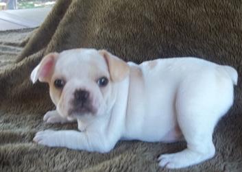 Powerful and adorable Frenchie looking for a peacefull and pets loving family