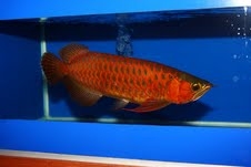 quality top super red arowana fish and many others  for afordable prices