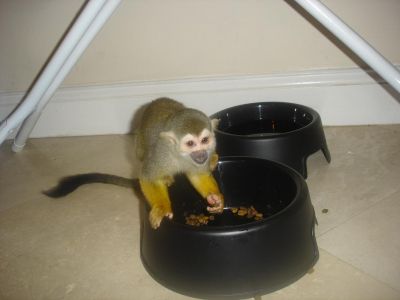 squirrel monkey babies and other monkeys for sale