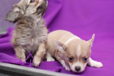 cute and lovely chihuahua puppies for adoption 