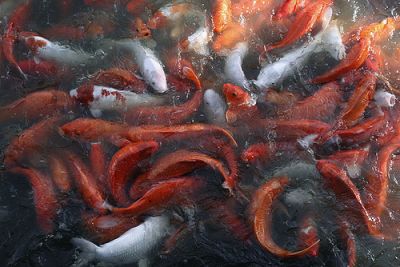 Top quality KOI fishes now ready for sale.