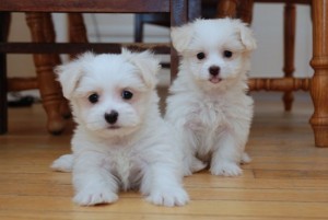 Outstanding Maltese Puppies For Free Adoption
