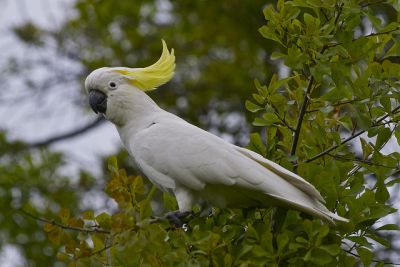 Free cockatoo for adoption