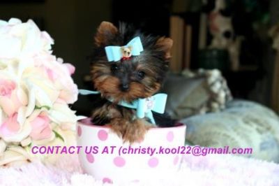 Home Raised Male and Female Teacup Yorkie Puppies for adoption