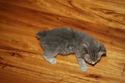 Pure Breed Manx Kittens Ginger Male and Tabby Female Rumpy Risers