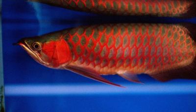 We supply top quality Arowana fishes of all kinds at best affordable prices
