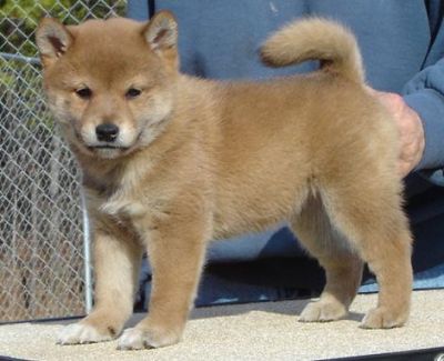 Akc Shiba Inu Puppies For Sale To Pet Lovers