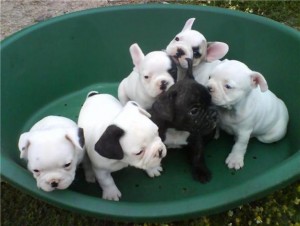 Newly and Cute  French Bulldog  puppies for good homes