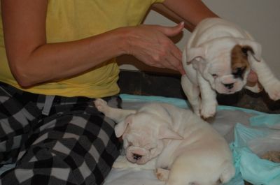 Male and female English Bulldog Puppies for Adoption  .