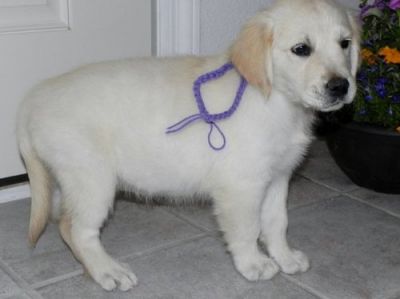 golden retriever puppies for sale