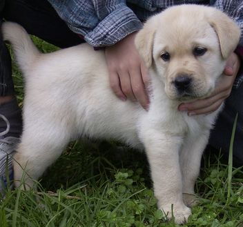 Lovely Labrador puppies for adoption