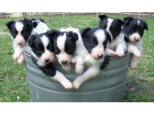 Border Collie for Sale