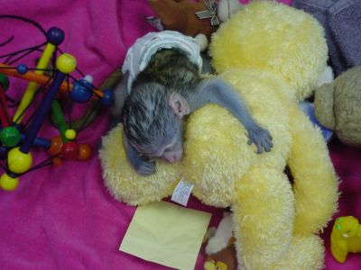 charming looking capuchin monkeys ready to go