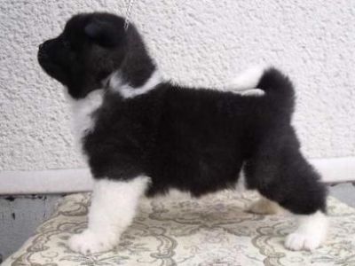 Akita Inu puppy for sale