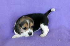 beagle puppies for adoption