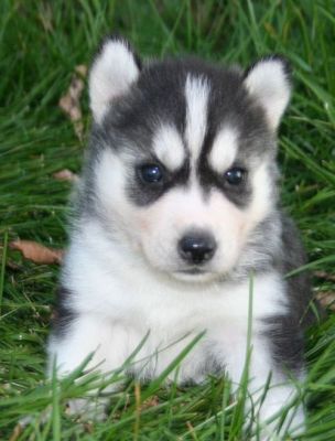 Siberian husky puppies for homes