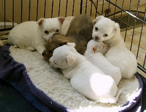 cut 	Chihuahua for sell 