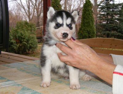 SIBERIAN HUSKY PUPS
