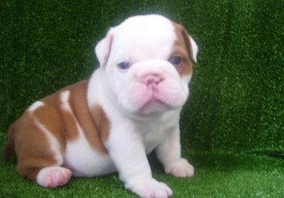 ENGLISH BULLDOG PUPPIES FOR SALE