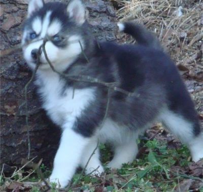 huskypuppie for sale