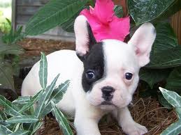we have some cute and loving male and female french bulldog puppies 