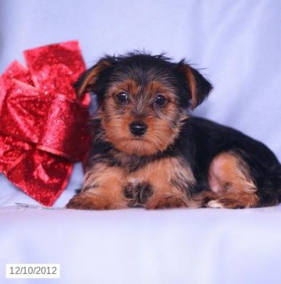 I NEED A NEW HOME FOR MY YORKIE IF YOU CAN ADOPT HER PLEASE DO CONTACT