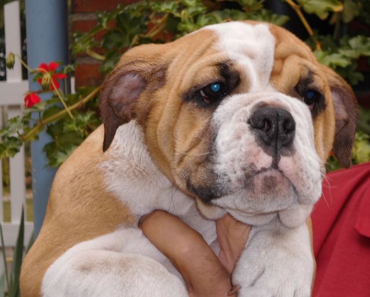  cute male and female  English bulldog Puppies  for sale.
