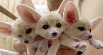 Fennec fox for sale