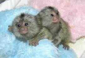 Twins Pygmy Marmosets Monkeys Ready 
