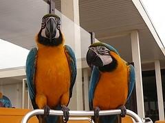 2 macaw male and female parrot for adoption