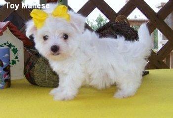 Toy maltese pups for adoption