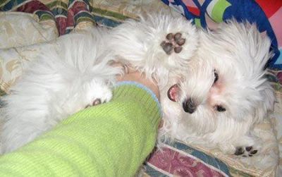 GORGEOUS AND TRAINED MALTESE PUPPIES FOR ADOPTION.