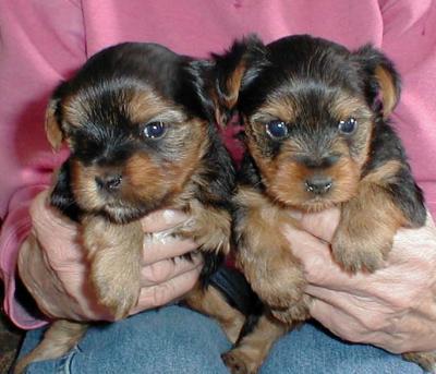 adorable yorkie puppies for free adoption