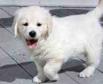 Golden Retriever Puppies available for good homes 