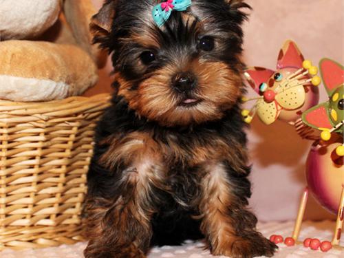 Beautiful Yorkie Puppies