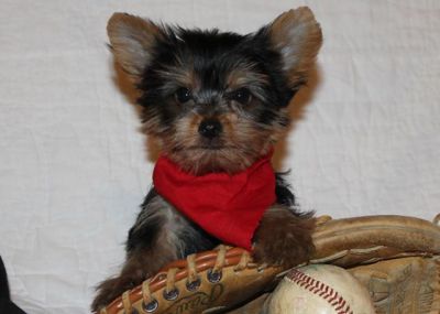 Male And Female Tea Cup Yorkie Puppies For good homes