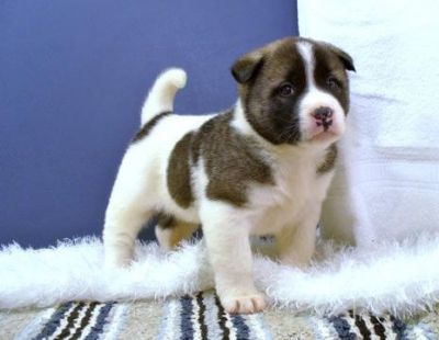 Healthy Akita Puppies