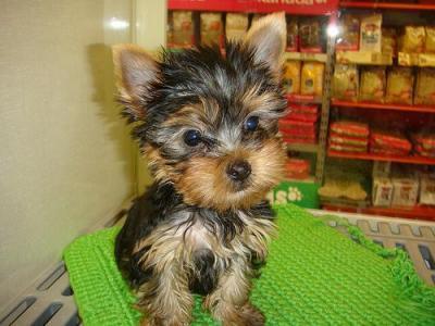 Adorable Teacup yorkie puppy for free home adoption